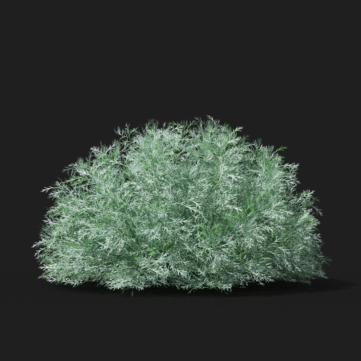  Artemisia schmidtiana 3D model_6