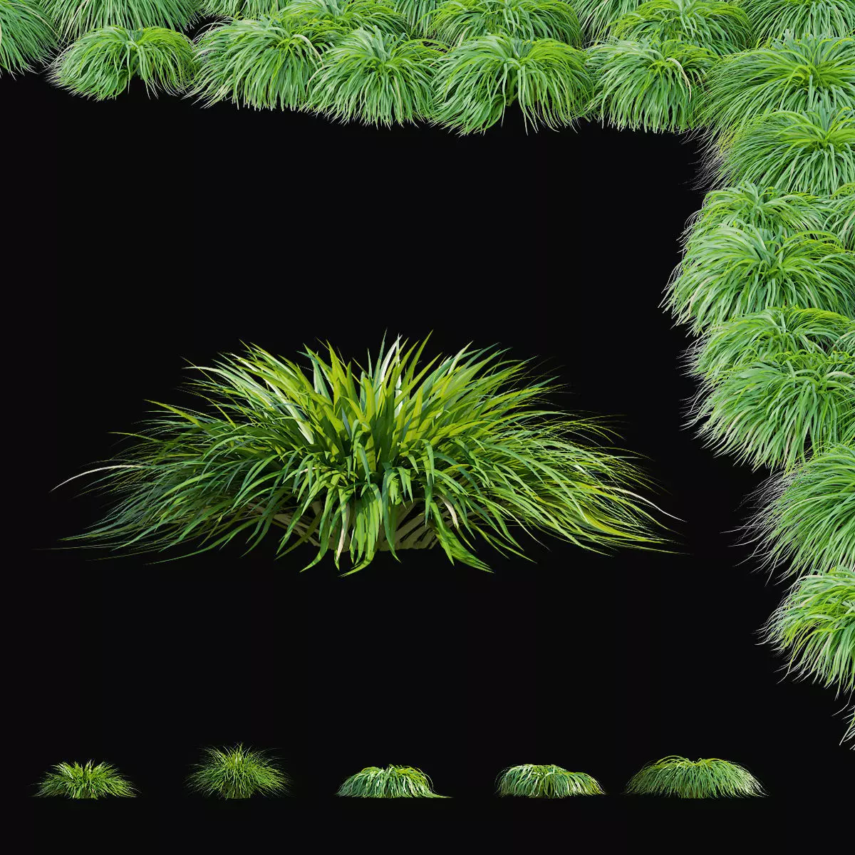 Carex caryophyllea 3D model