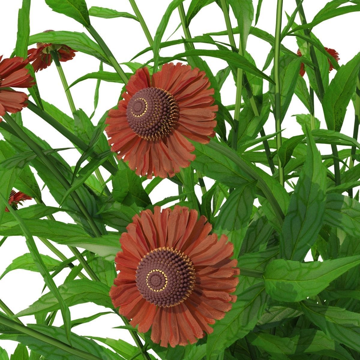 Helenium hybride flower 3D model_3