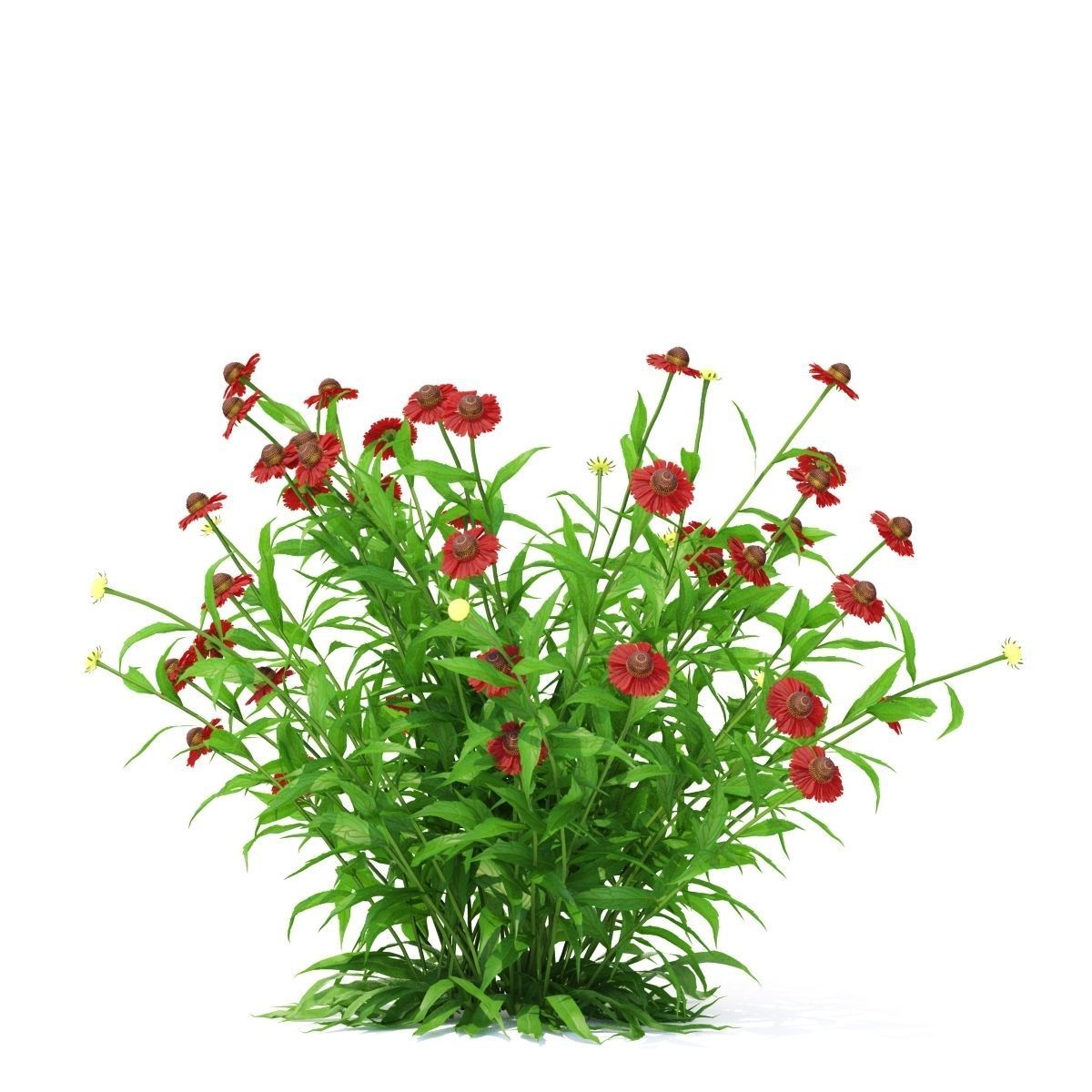 Helenium hybride flower 3D model_6