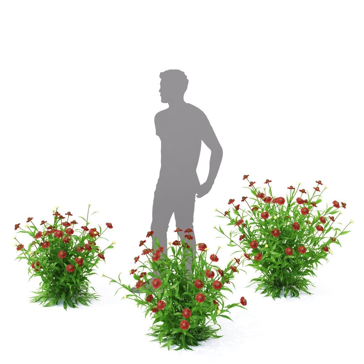 Helenium hybride flower 3D model_4