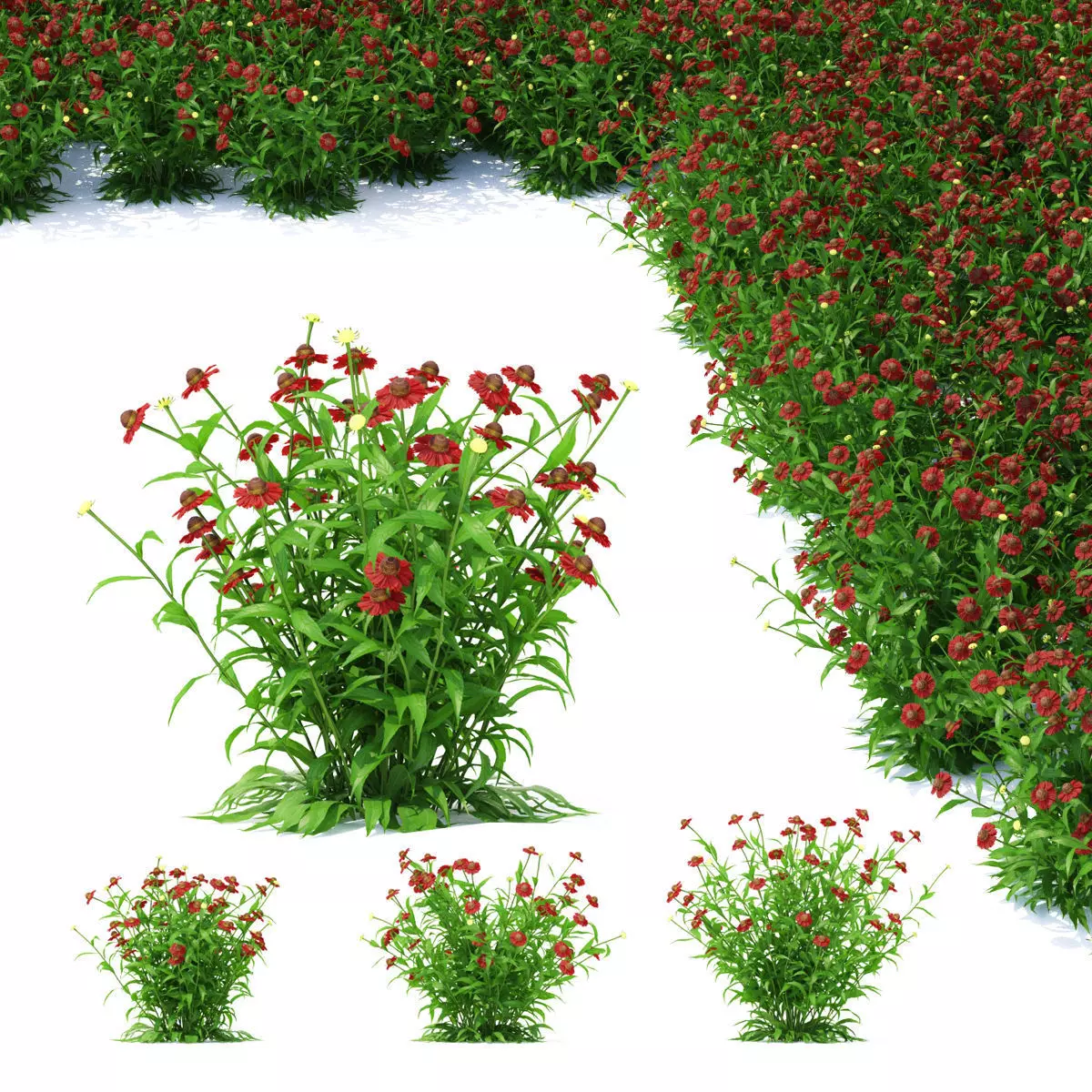 Helenium hybride flower 3D model_0