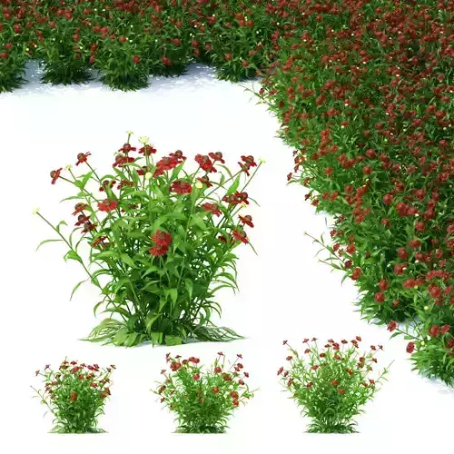 Helenium hybride flower