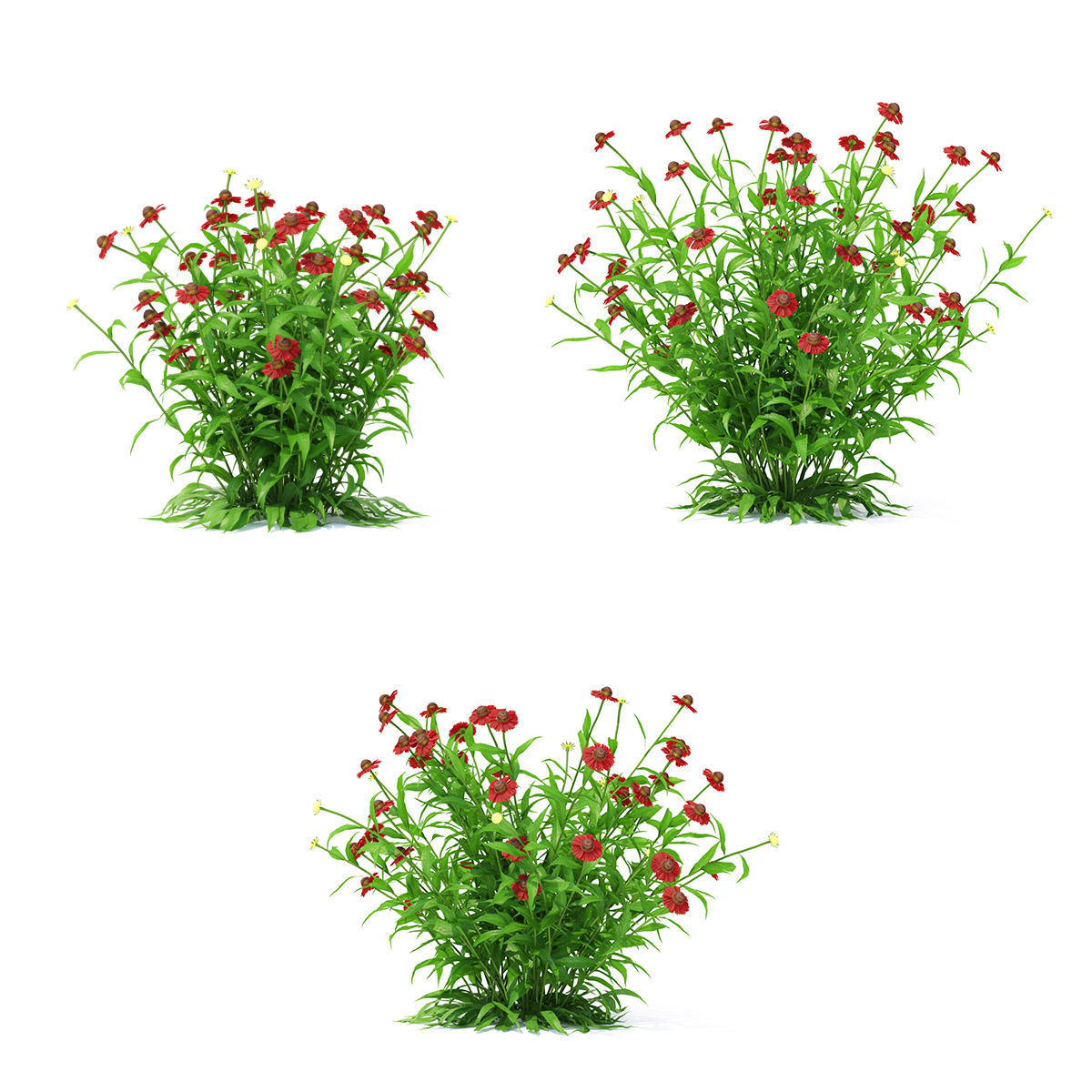 Helenium hybride flower 3D model_2