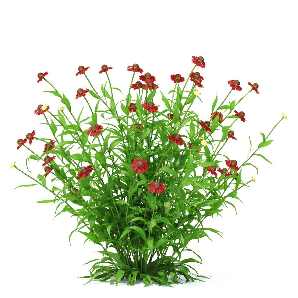Helenium hybride flower 3D model_5