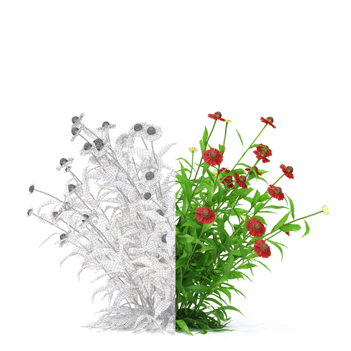 Helenium hybride flower 3D model_1