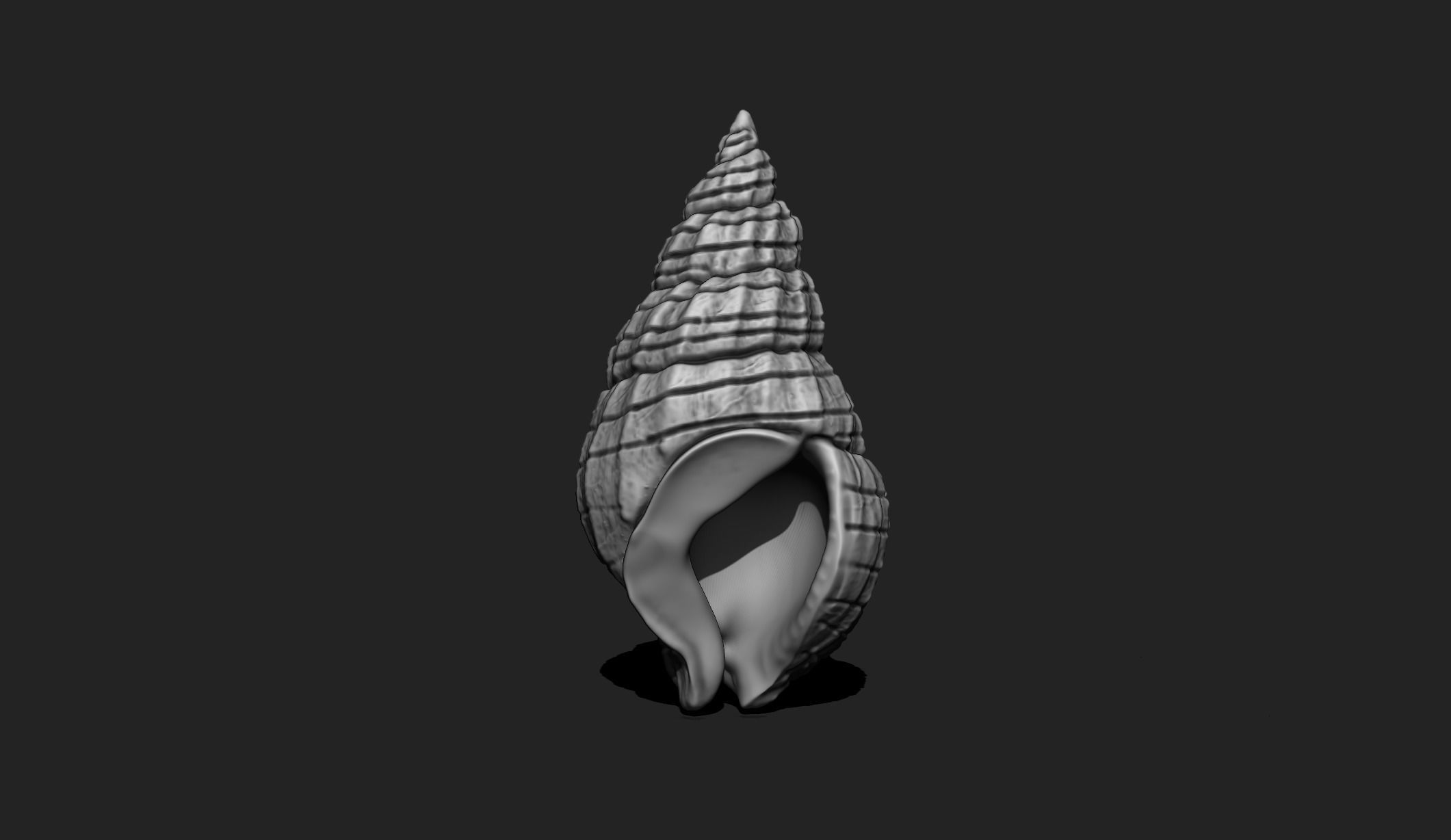 Shell 3 - Sea Shell 3D Printable Model 3D print model_3