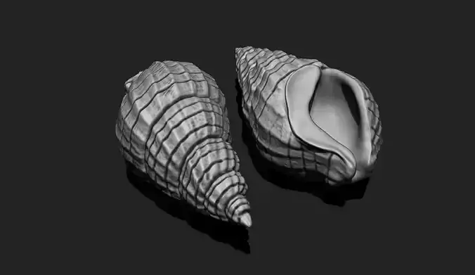 Shell 3 - 3D Print - Aquarium 3D print model