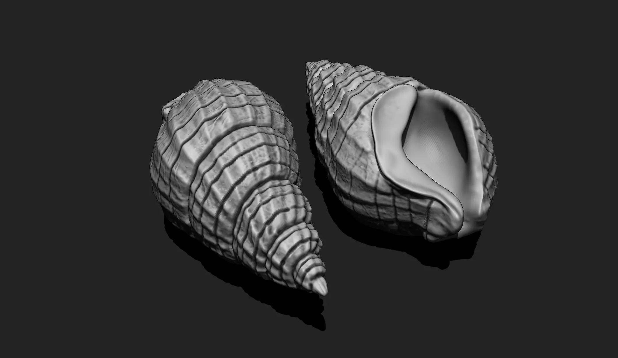 Shell 3 - Sea Shell 3D Printable Model 3D print model_0