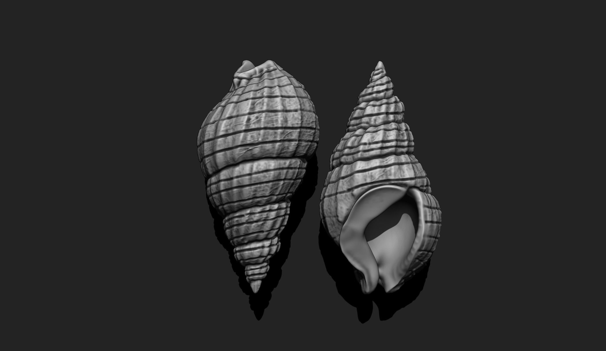 Shell 3 - Sea Shell 3D Printable Model 3D print model_2
