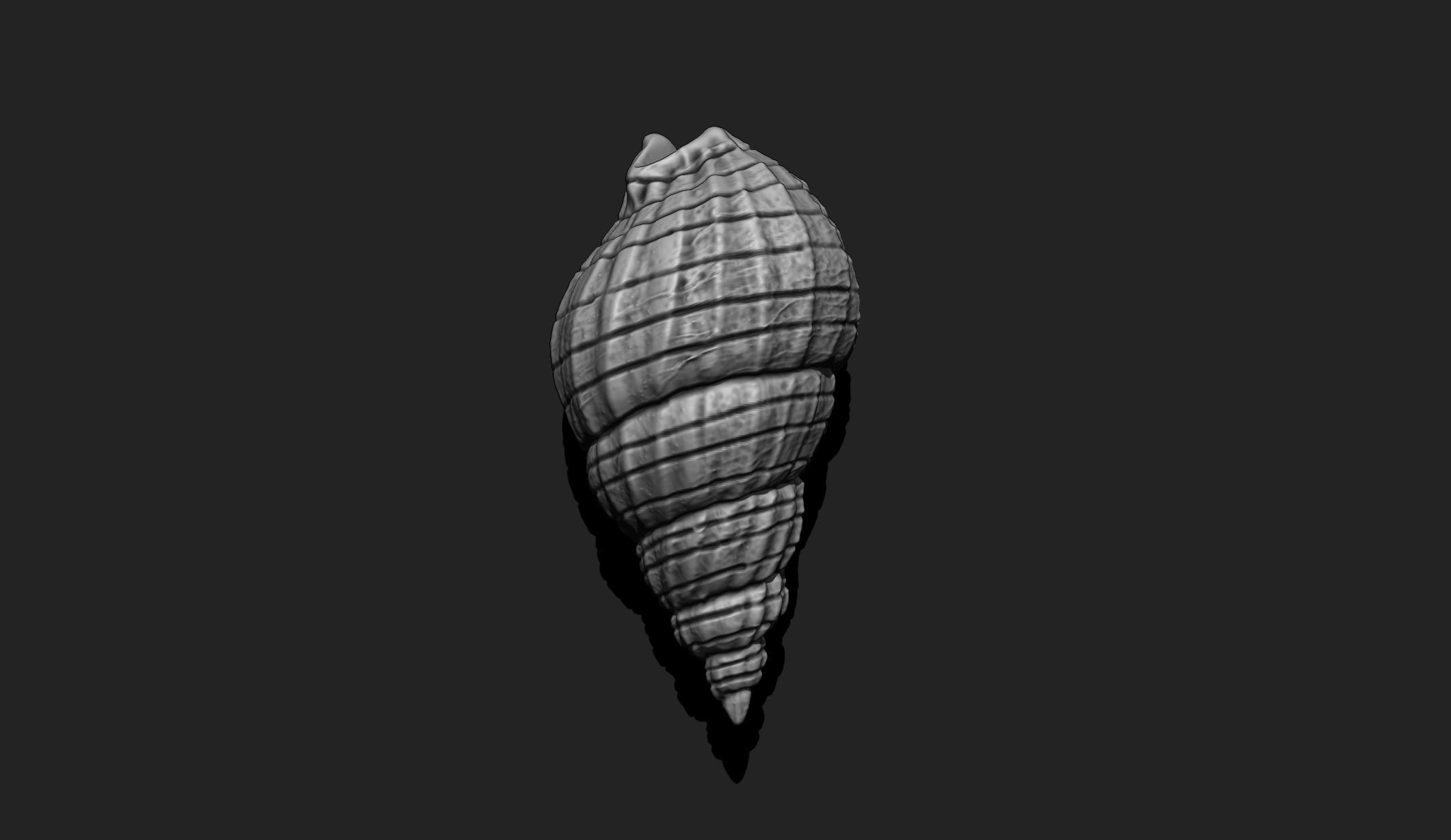 Shell 3 - Sea Shell 3D Printable Model 3D print model_4