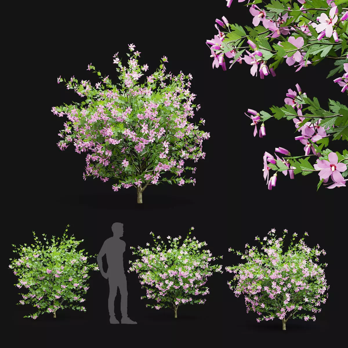 Hibiscus syriacus 3D model_0