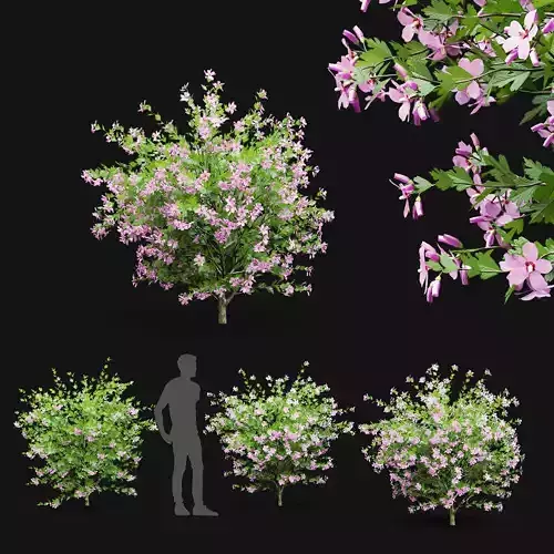  Hibiscus syriacus 3D model