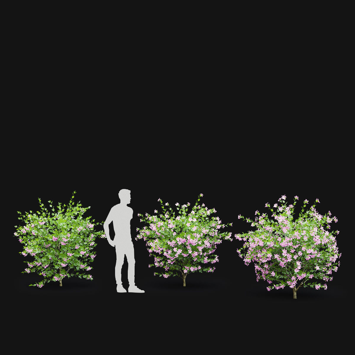 Hibiscus syriacus 3D model_4