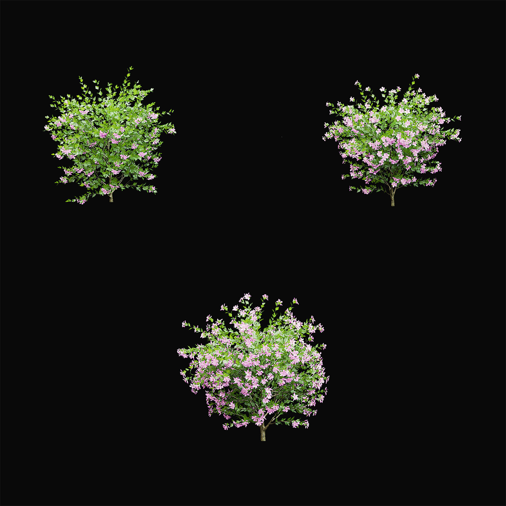 Hibiscus syriacus 3D model_5