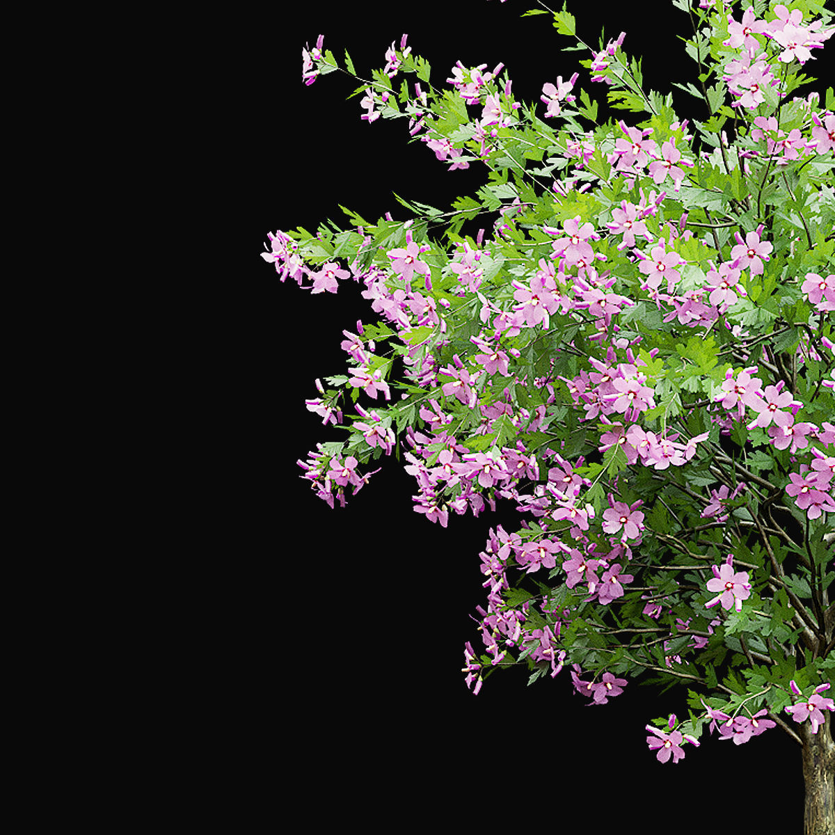 Hibiscus syriacus 3D model_3