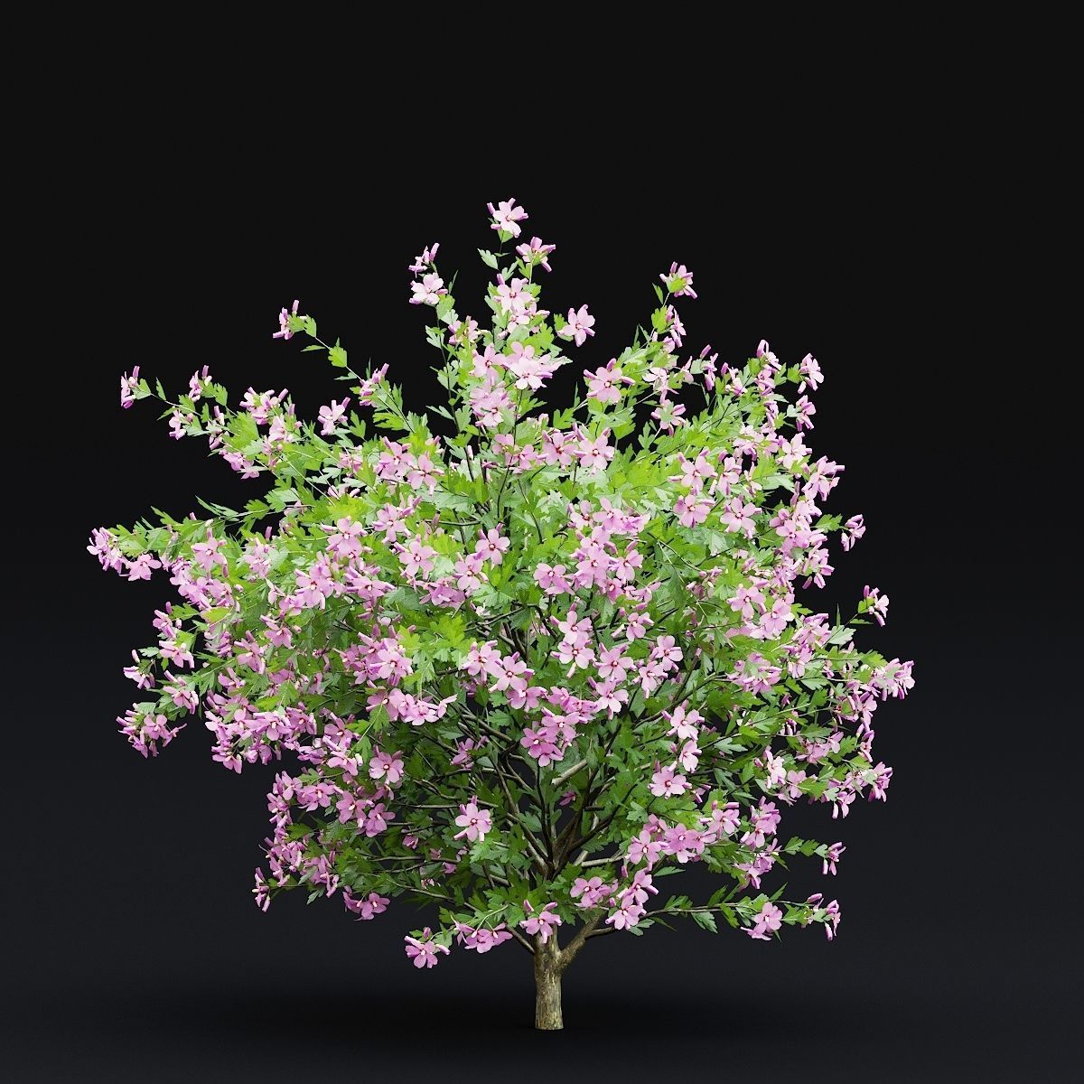 Hibiscus syriacus 3D model_2