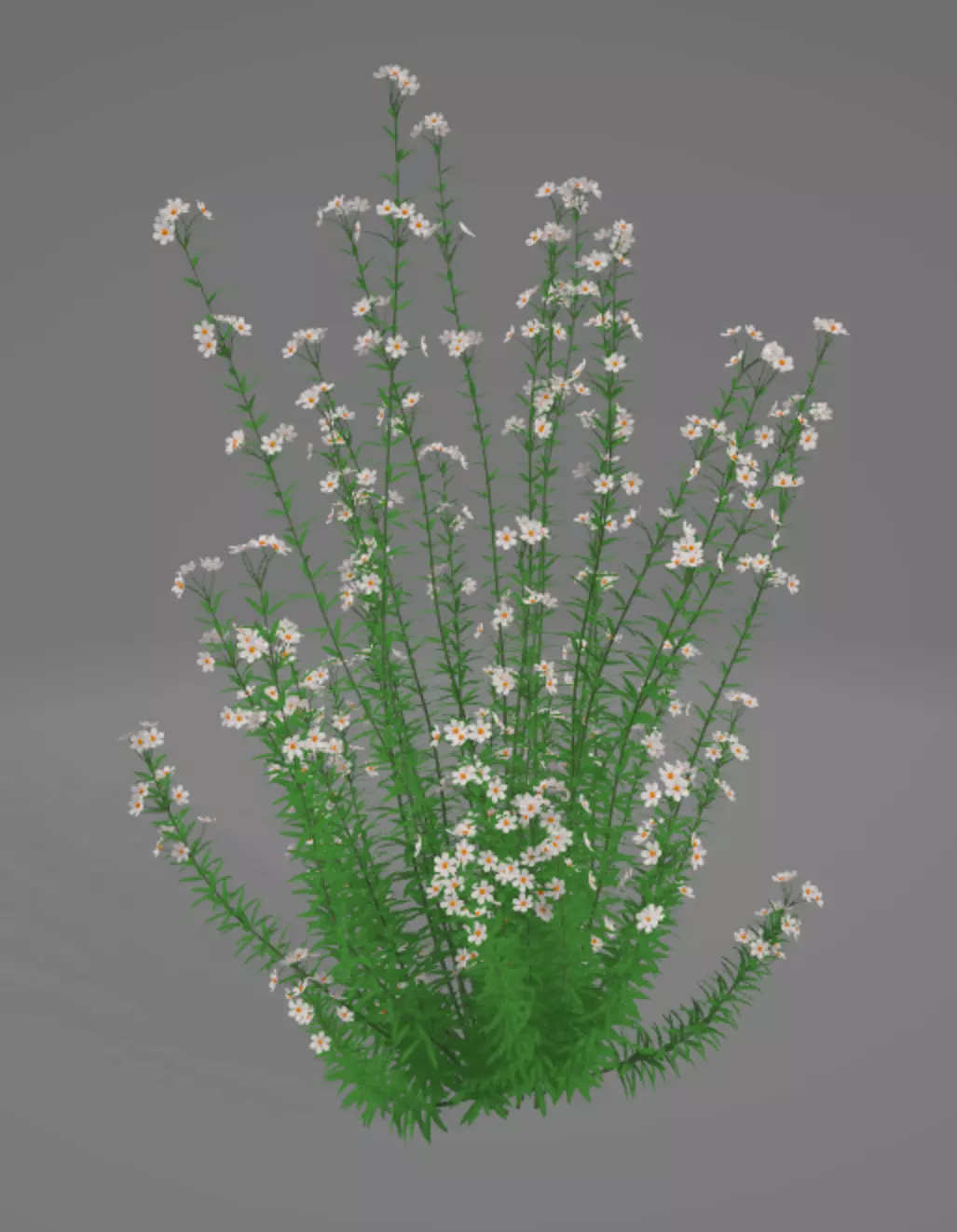 Capitatus daisy Free 3D model
