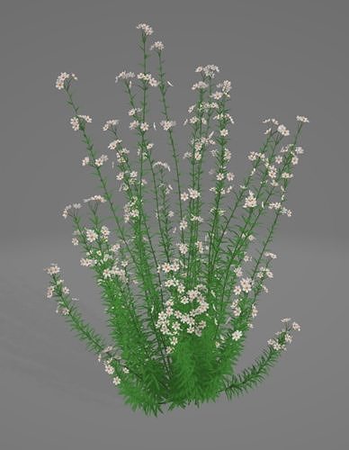 Capitatus daisy Free 3D model