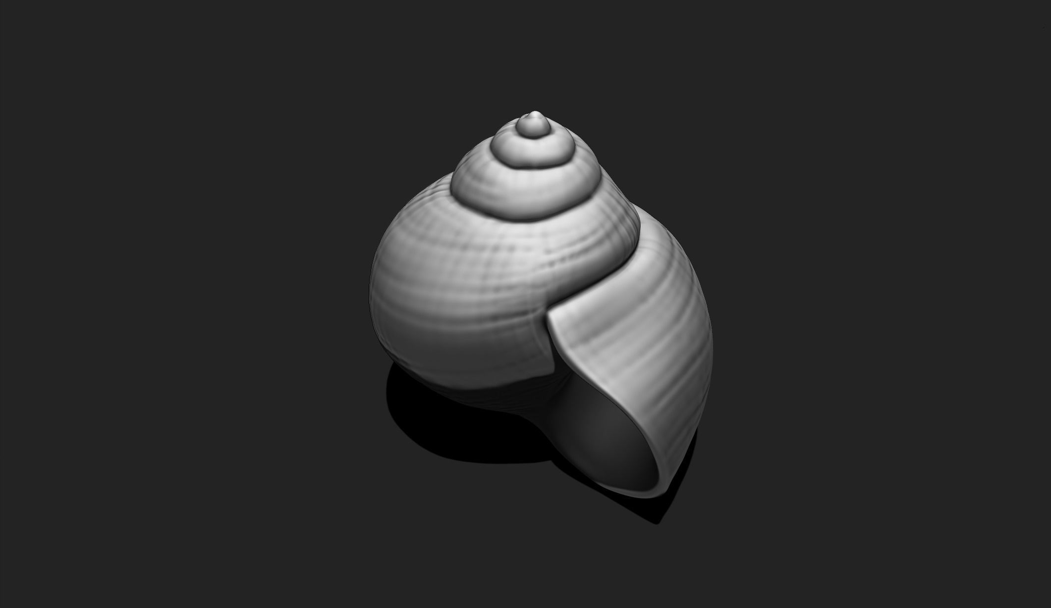 Shell 4 - Sea Shell 3D Printable 3D print model_1