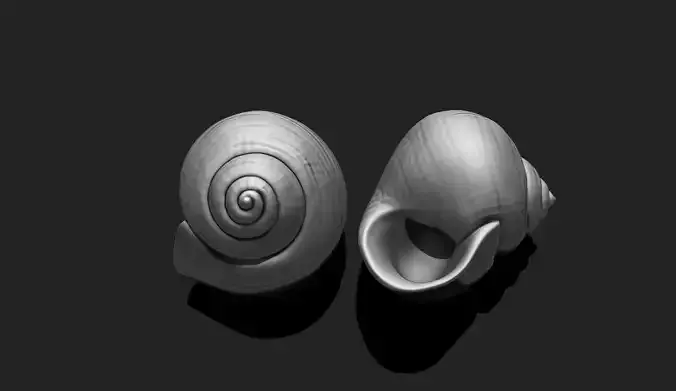 Shell 4 - 3D Print - Aquarium 3D print model