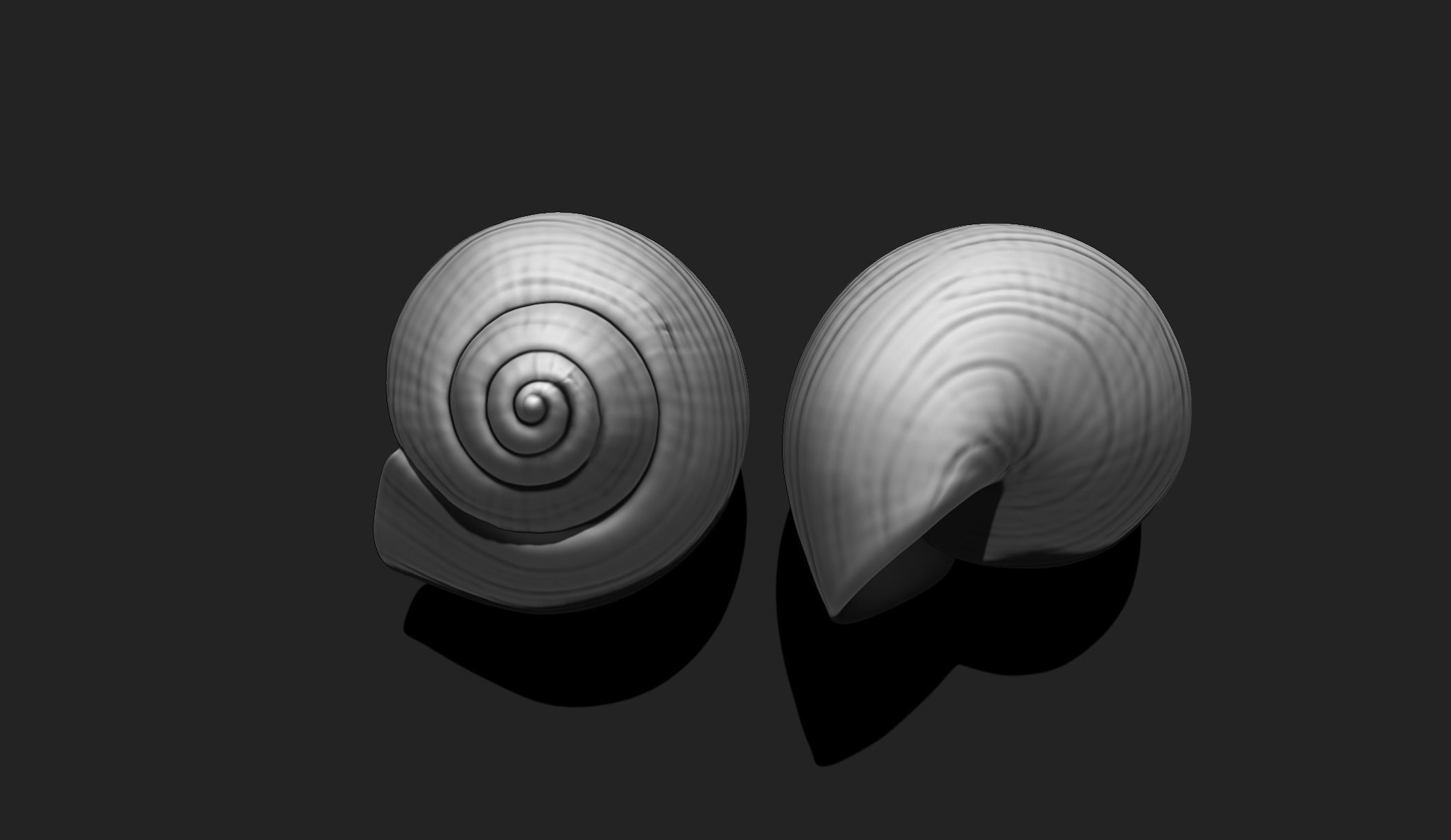 Shell 4 - Sea Shell 3D Printable 3D print model_2