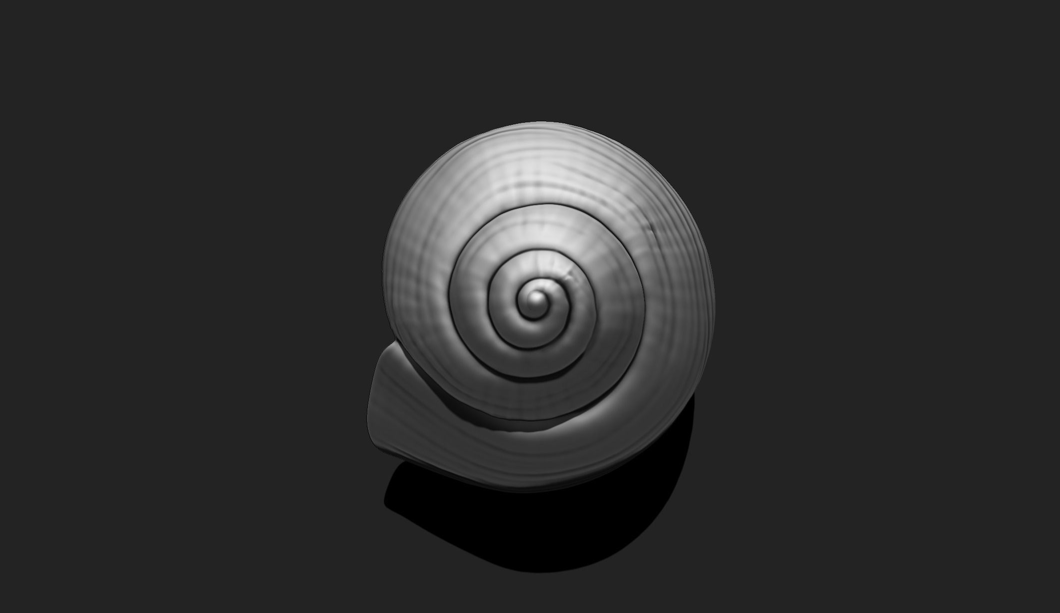 Shell 4 - Sea Shell 3D Printable 3D print model_4