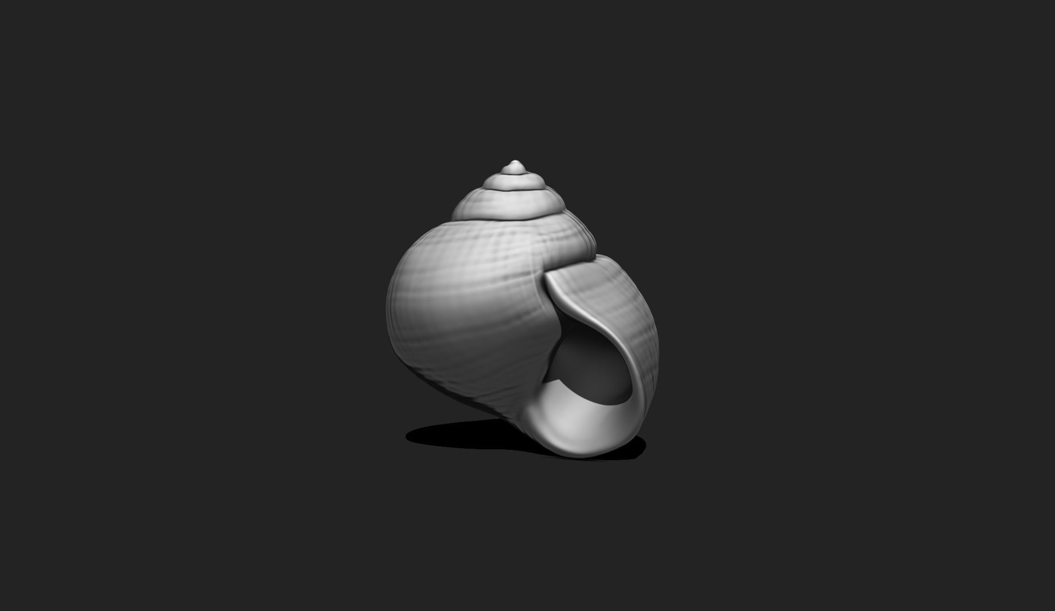 Shell 4 - Sea Shell 3D Printable 3D print model_5