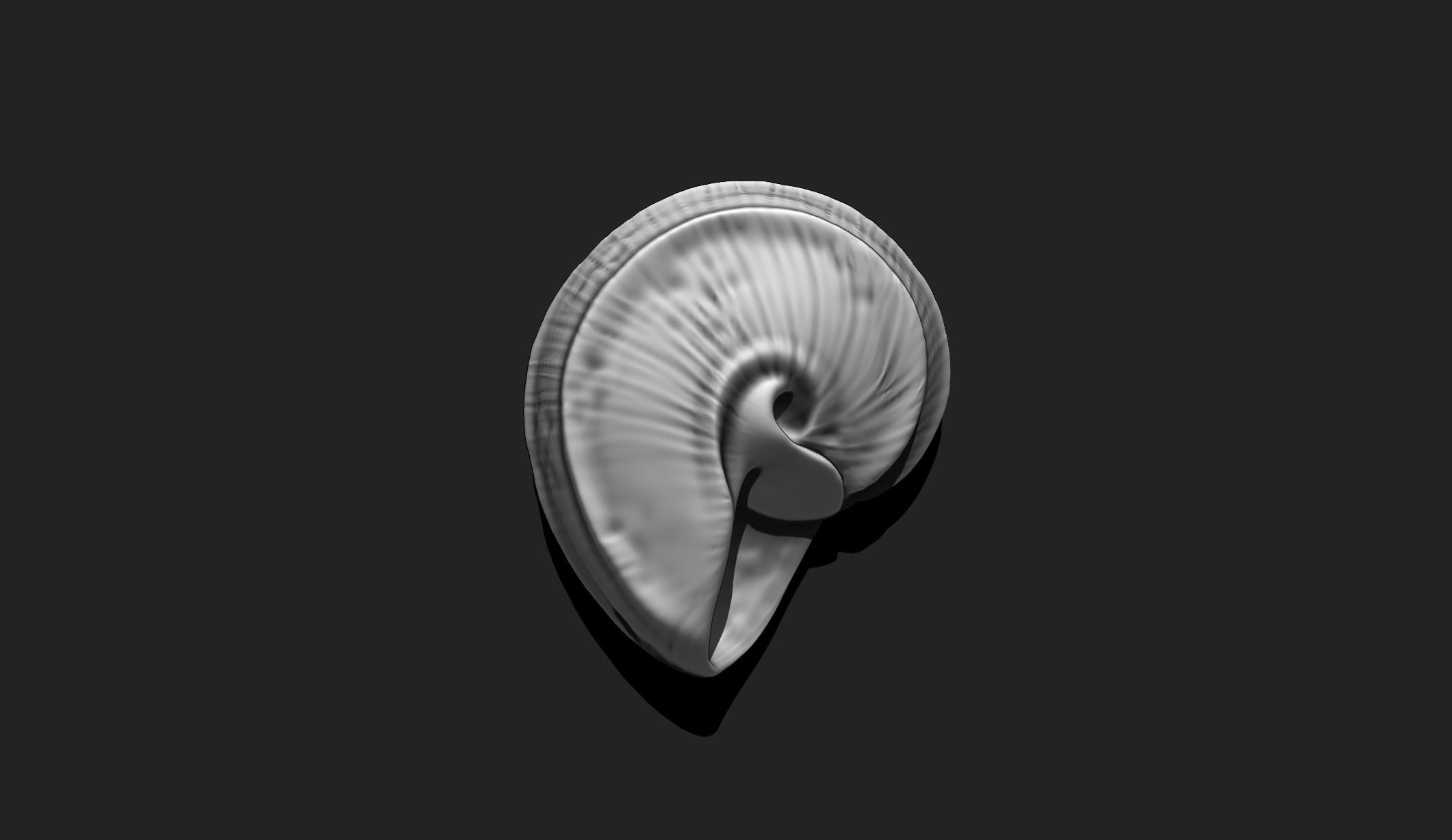 Shell 5 - Sea Shell 3D Printable Model 3D print model_3