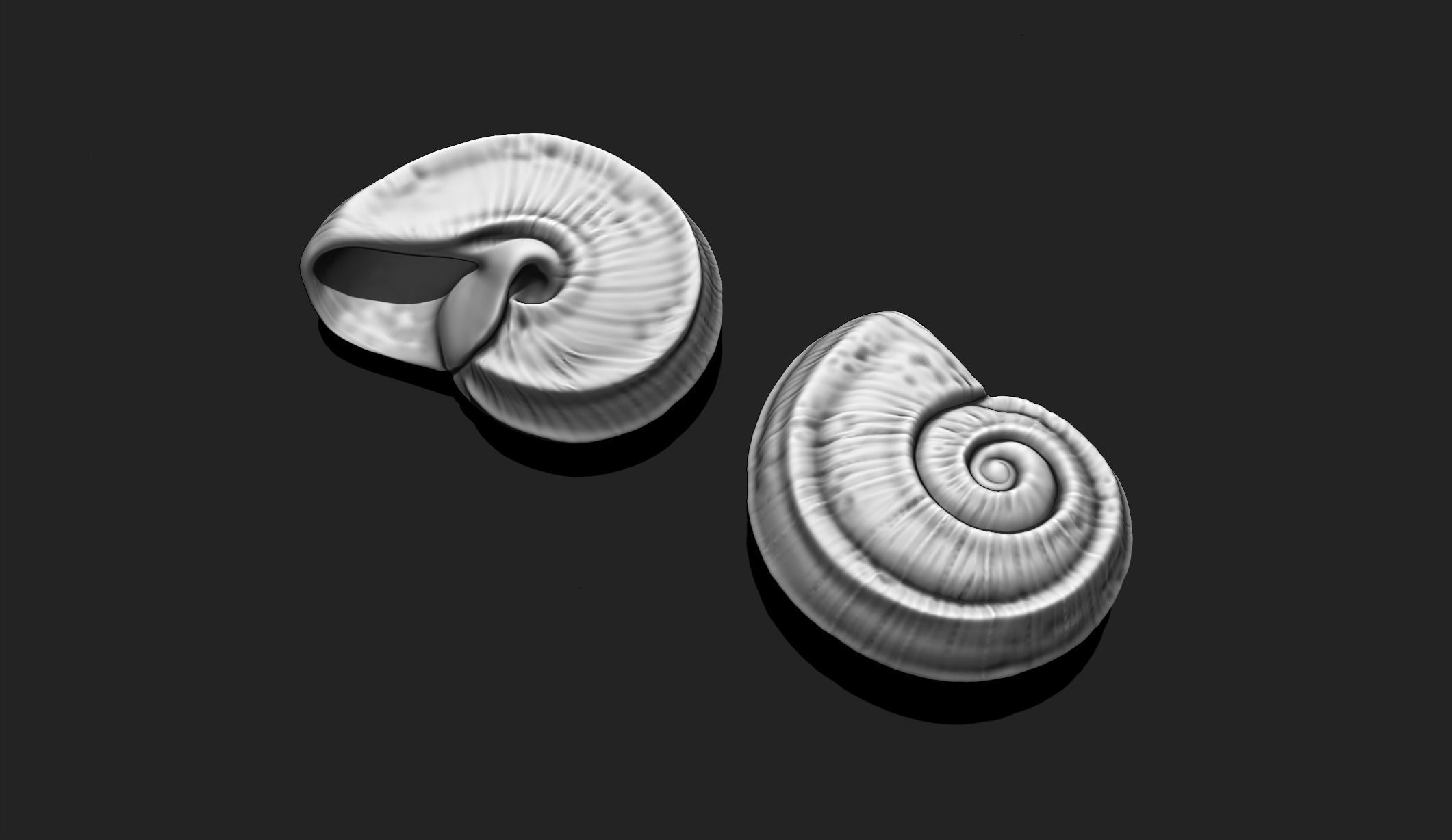 Shell 5 - Sea Shell 3D Printable Model 3D print model_4