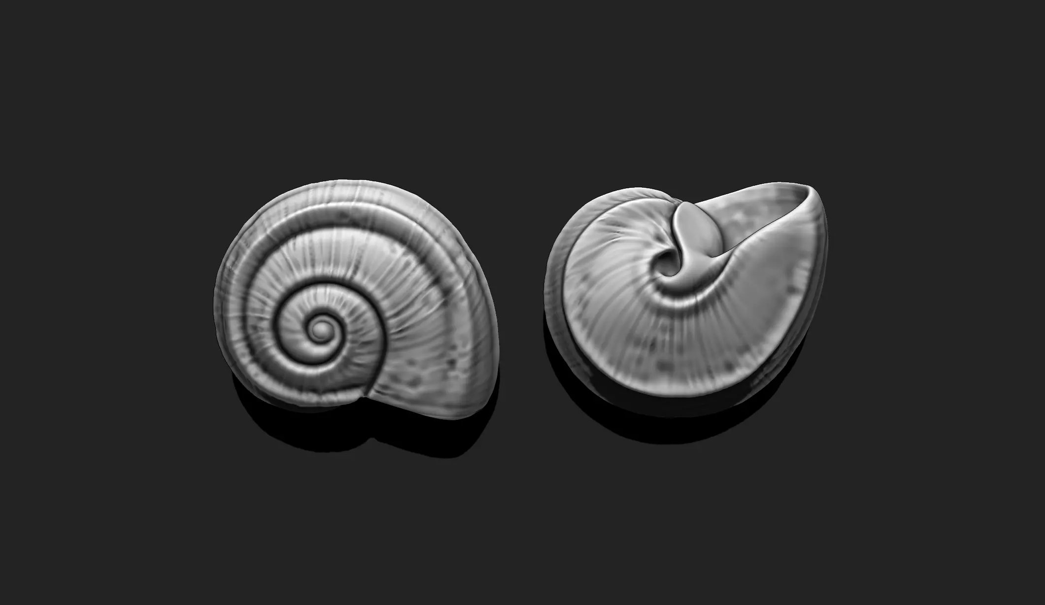 Shell 5 - Sea Shell 3D Printable Model 3D print model_0
