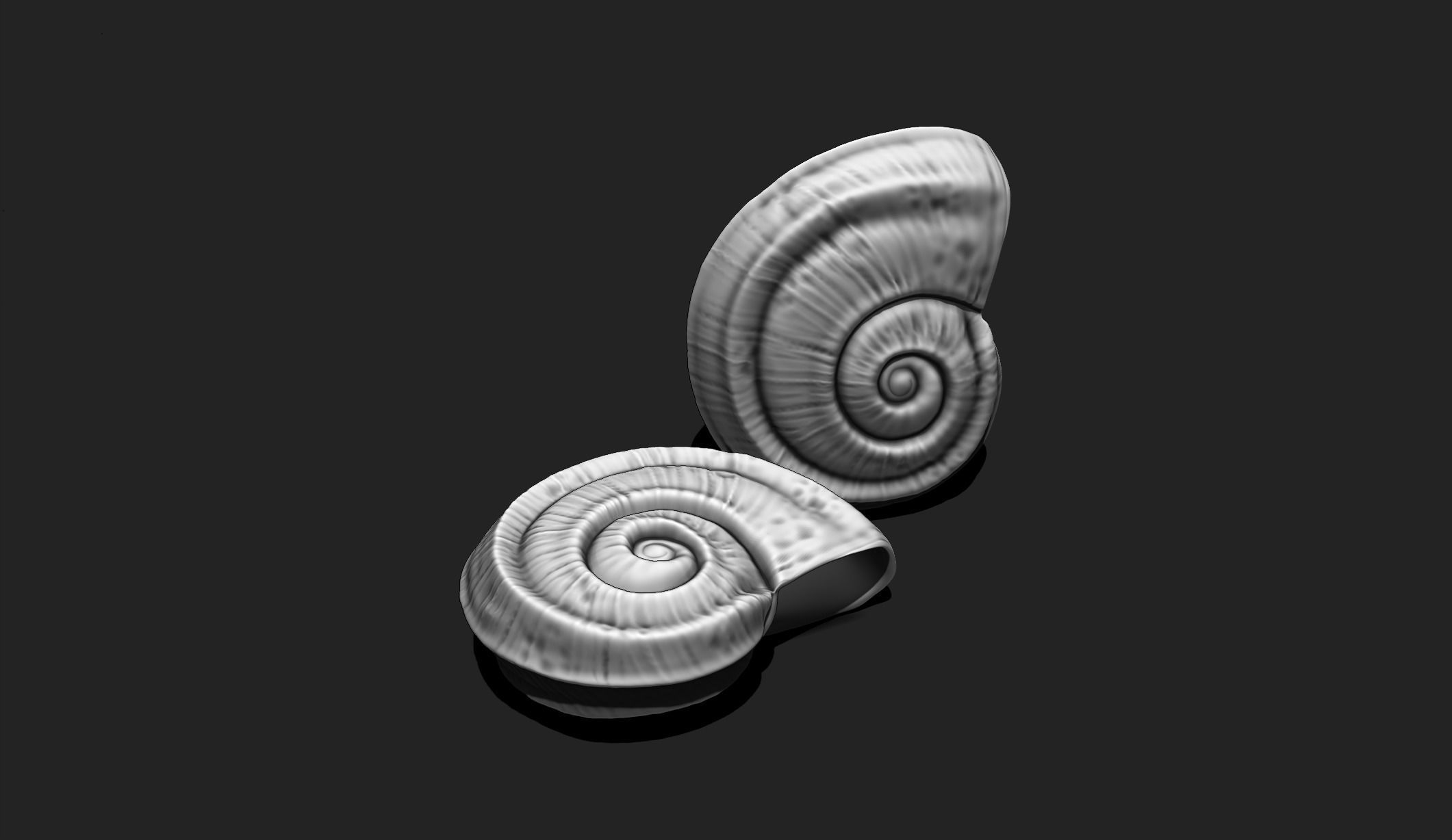 Shell 5 - Sea Shell 3D Printable Model 3D print model_1