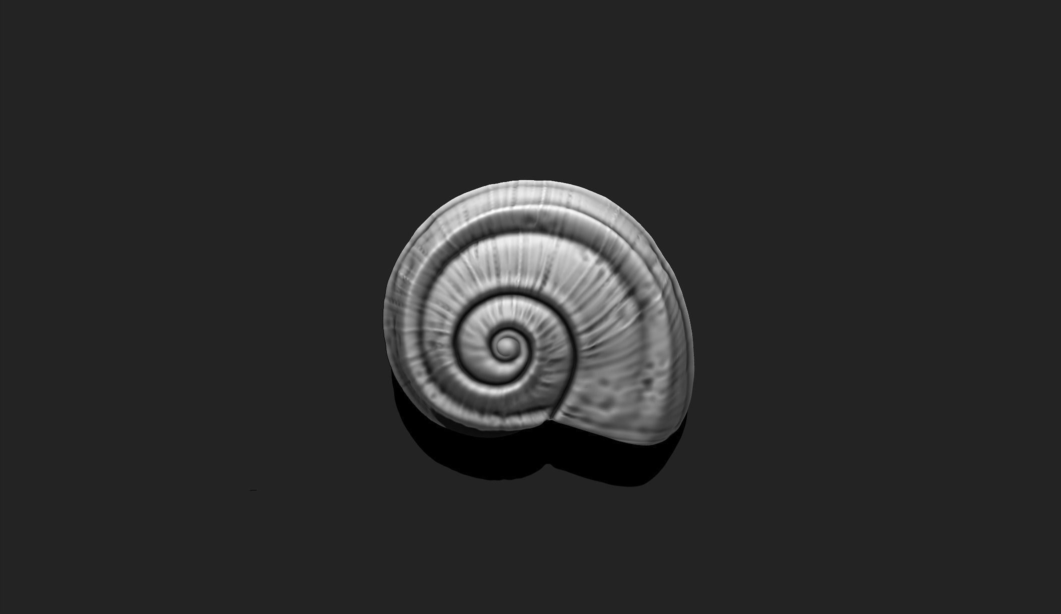 Shell 5 - Sea Shell 3D Printable Model 3D print model_2
