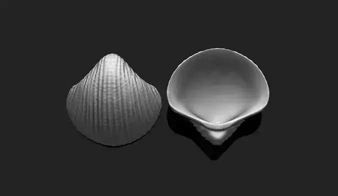 Shell 6 - Sea Shell 3D Printable Model 3D print model