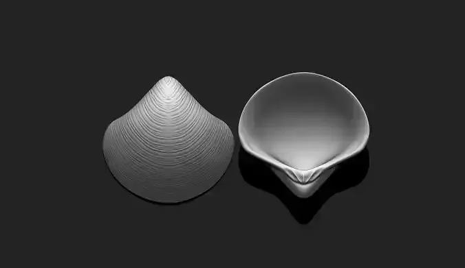 Shell 7 - Sea Shell 3D Printable Model 3D print model