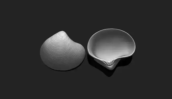 Shell 8 - Sea Shell 3D Printable Model