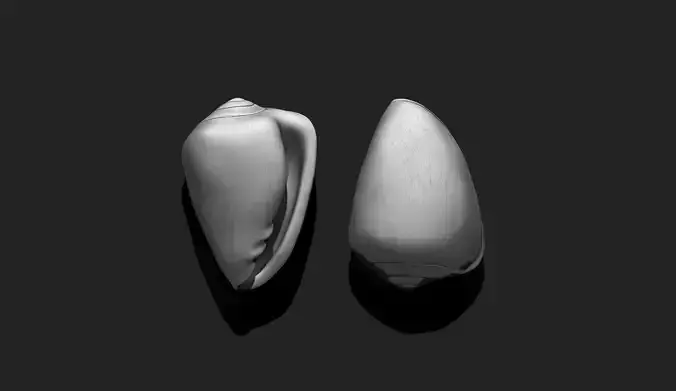 Shell 9 - Sea Shell 3D Printable Model