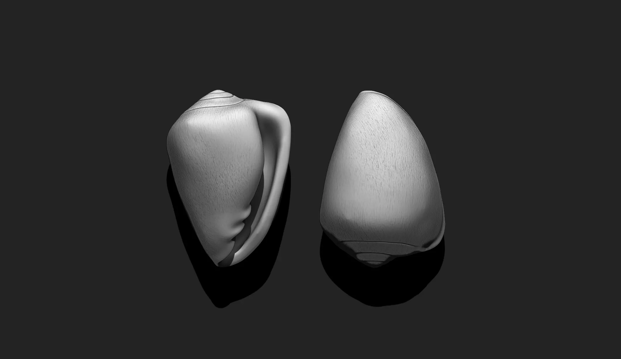 Shell 9 - Sea Shell 3D Printable Model 3D print model_0
