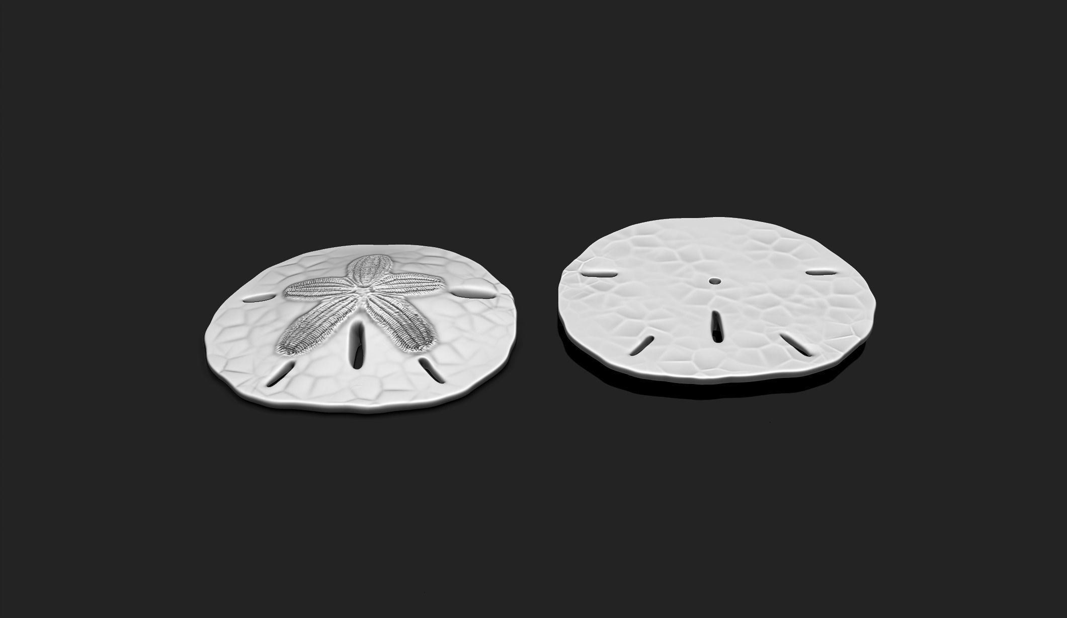 Sand Dollar - Clypeasteroida 3D Print - Aquarium 3D print model_5