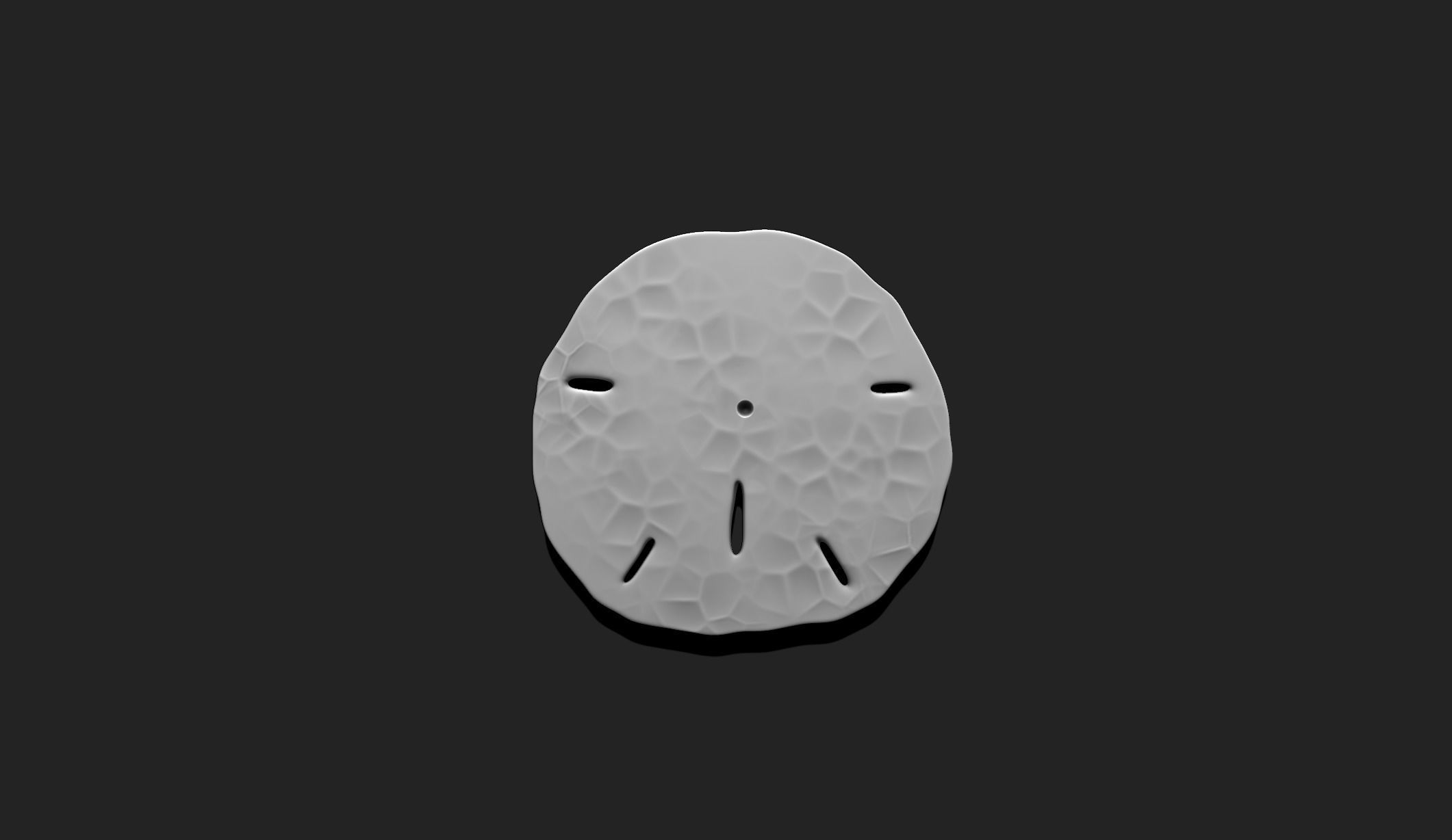 Sand Dollar - Clypeasteroida 3D Print - Aquarium 3D print model_4