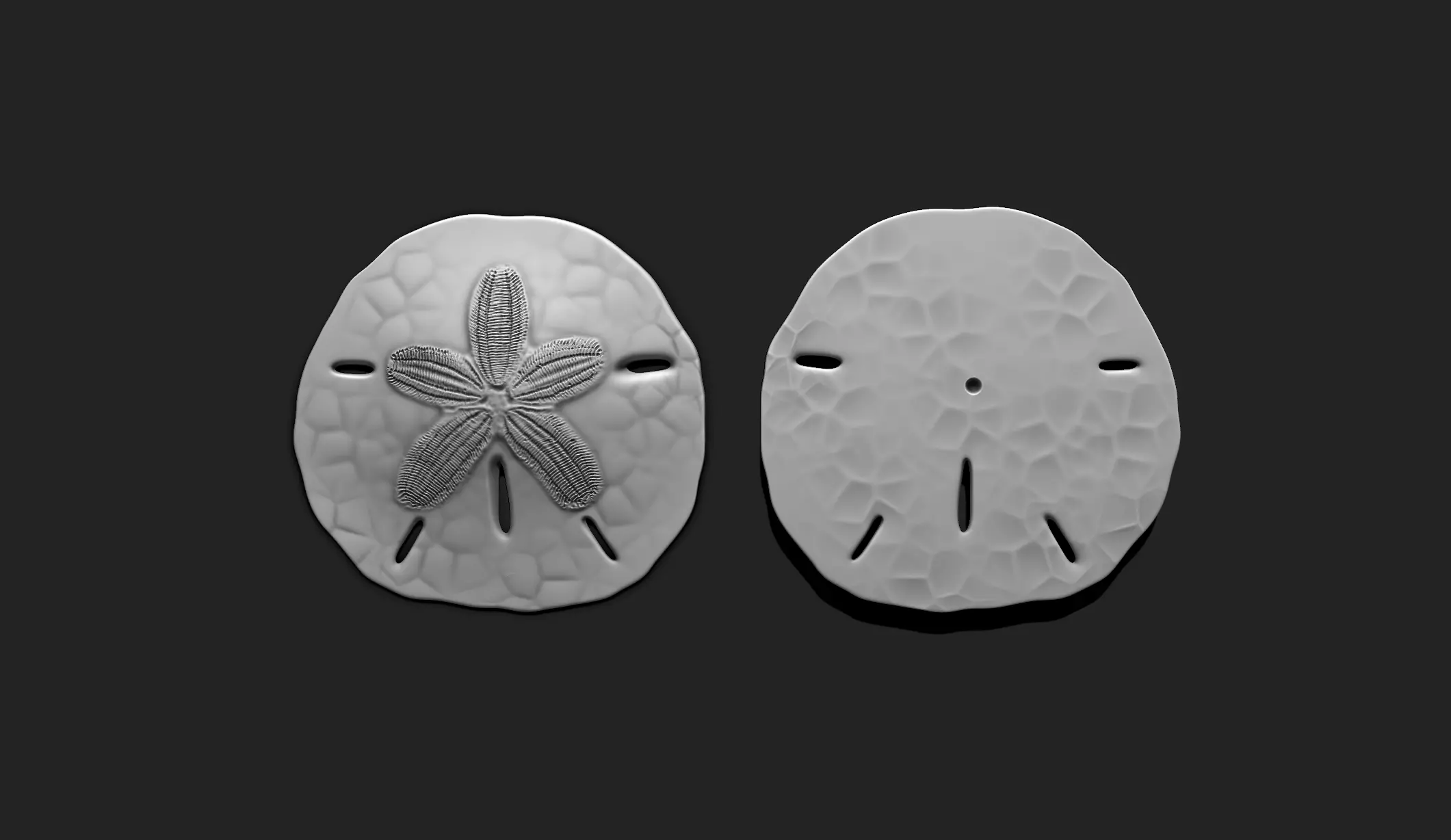Sand Dollar - Clypeasteroida 3D Print - Aquarium 3D print model_0