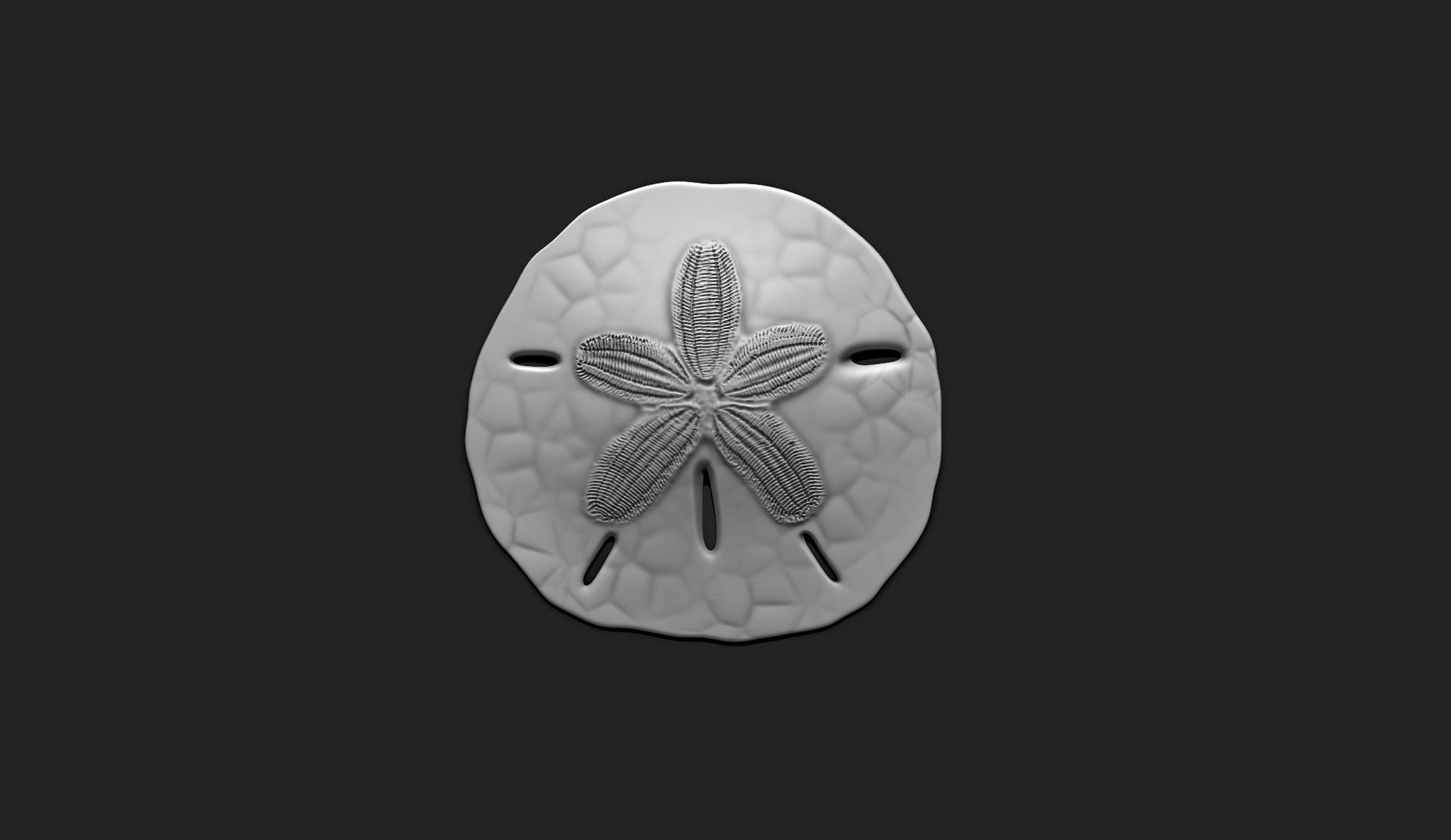 Sand Dollar - Clypeasteroida 3D Print - Aquarium 3D print model_1