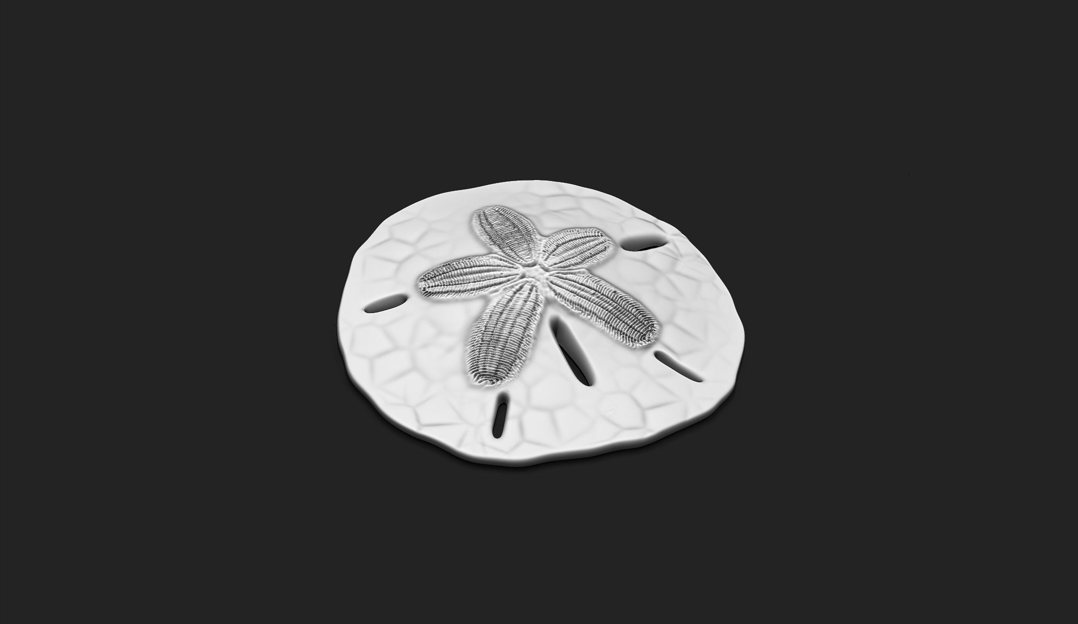 Sand Dollar - Clypeasteroida 3D Print - Aquarium 3D print model_3
