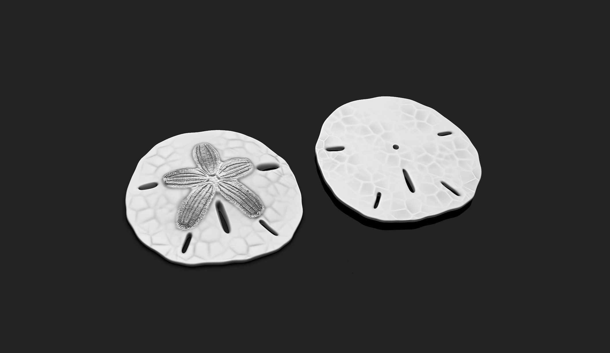 Sand Dollar - Clypeasteroida 3D Print - Aquarium 3D print model_2