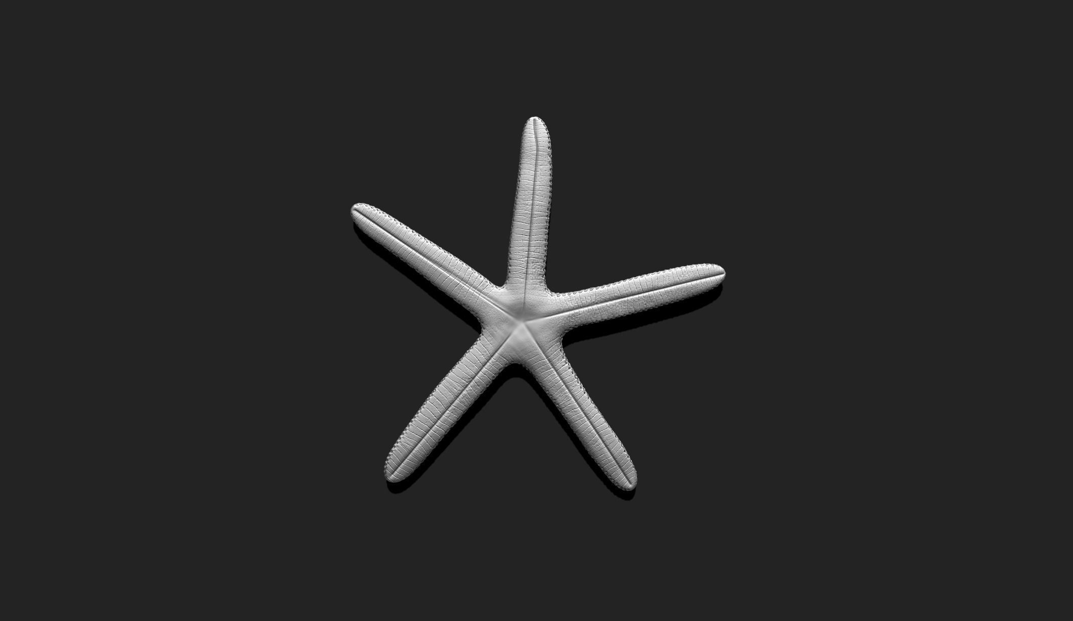 Starfish 1 - 3D Print - Aquarium 3D print model_4