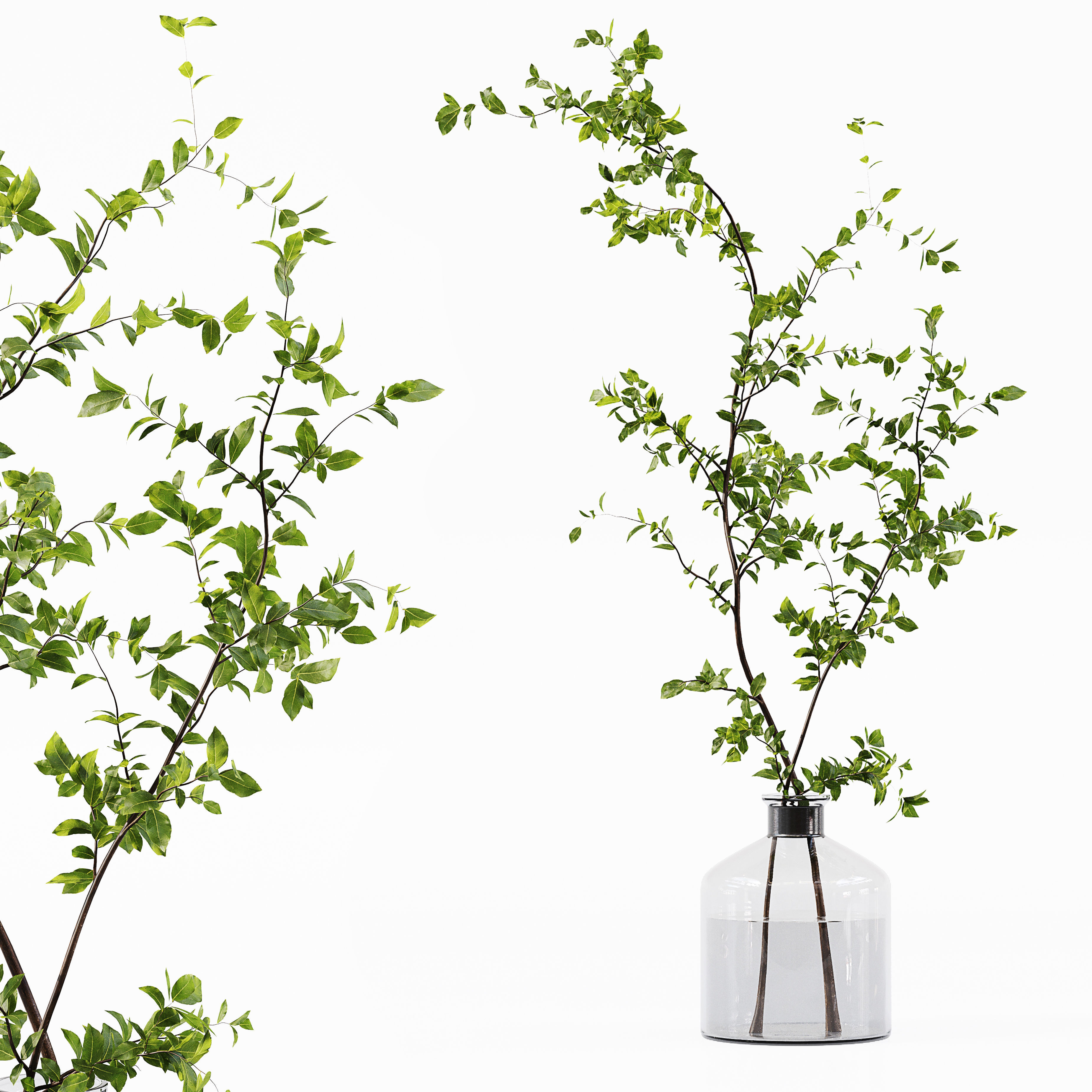 Collection Indoor Plants 015 3D model_2