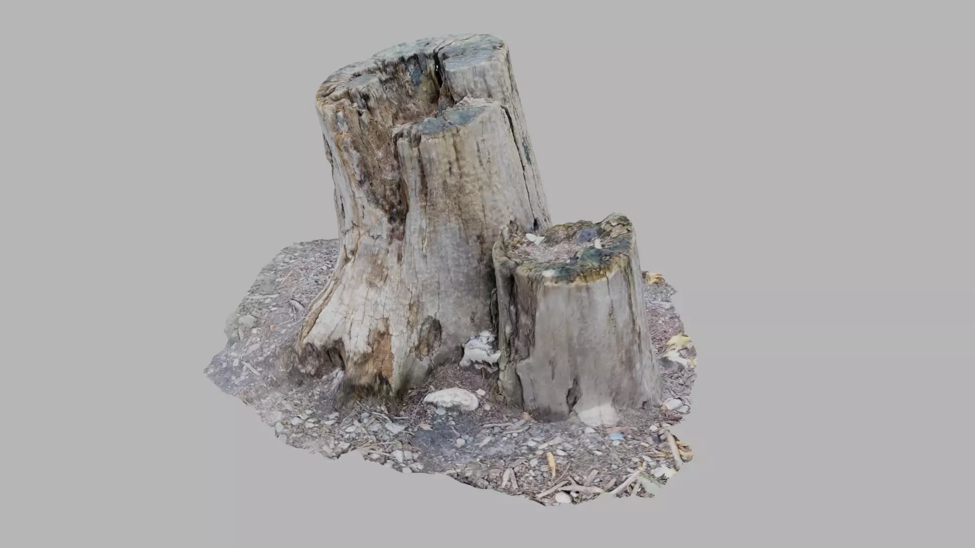 Rotting Tree Stumps - Photoscan 3D Model - Varying LOD Free low-poly 3D model_0