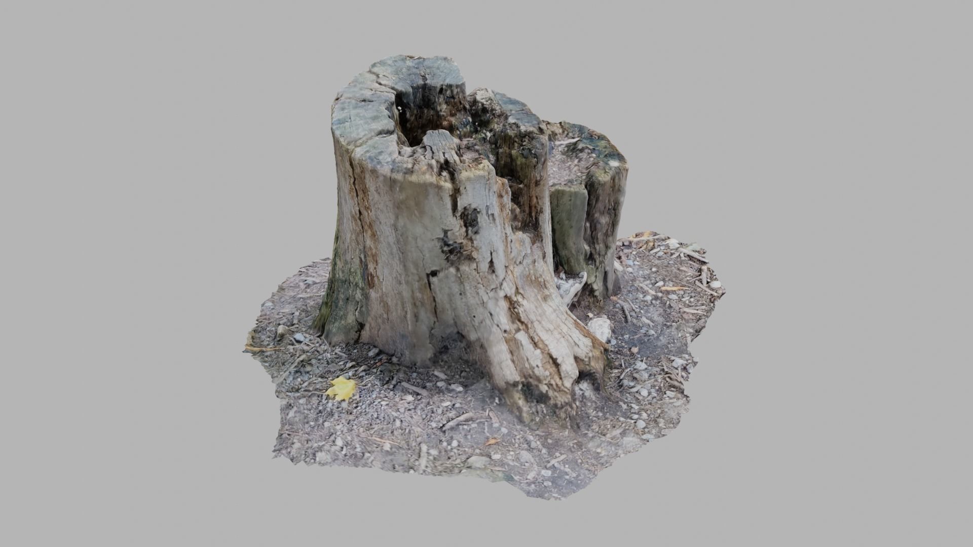 Rotting Tree Stumps - Photoscan 3D Model - Varying LOD Free low-poly 3D model_4