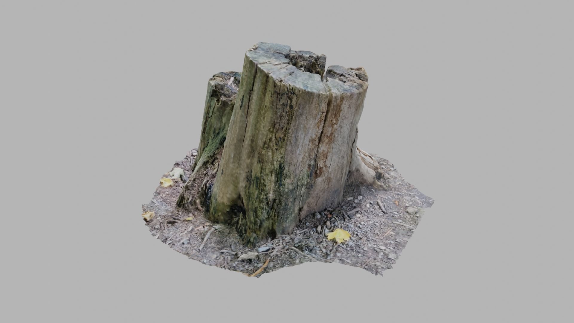 Rotting Tree Stumps - Photoscan 3D Model - Varying LOD Free low-poly 3D model_3