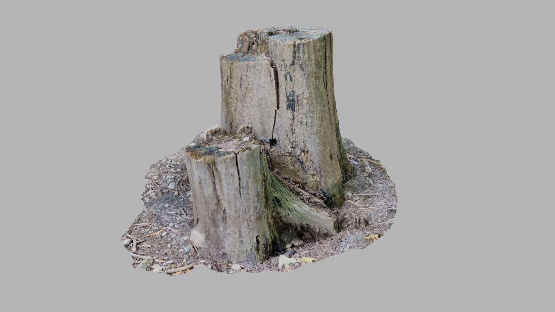 Rotting Tree Stumps - Photoscan 3D Model - Varying LOD Free low-poly 3D model_1